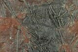Silurian Fossil Crinoid (Scyphocrinites) Plate - Morocco #134246-1
